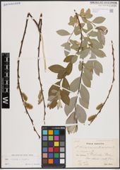 Foto von Salix caprea L. x Salix repens L.